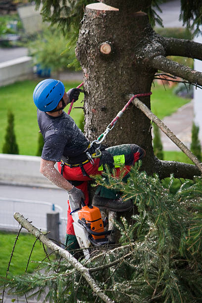 How Our Tree Care Process Works  in  Leavenworth, WA