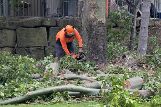 Reliable Leavenworth, WA  Tree Services Solutions